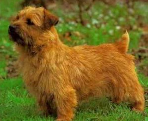 TERRIER DE NORFOLK